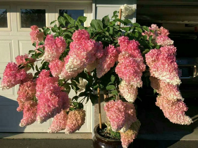 大量出售各种绣球花大苗，小苗，无尽夏，宝蓝，宝塔。木绣球