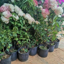 大量出售各种绣球花大苗，小苗，无尽夏，宝蓝，宝塔。木绣球