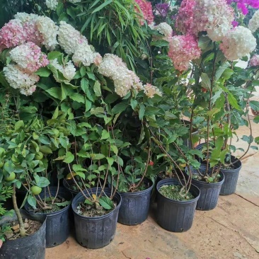 大量出售各种绣球花大苗，小苗，无尽夏，宝蓝，宝塔。木绣球