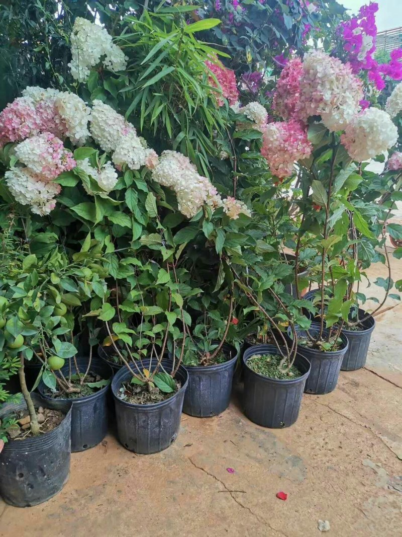 大量出售各种绣球花大苗，小苗，无尽夏，宝蓝，宝塔。木绣球