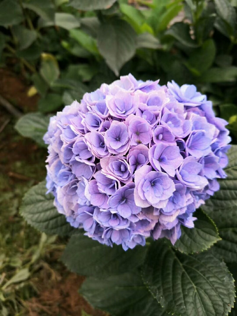 大量出售各种绣球花大苗，小苗，无尽夏，宝蓝，宝塔。木绣球