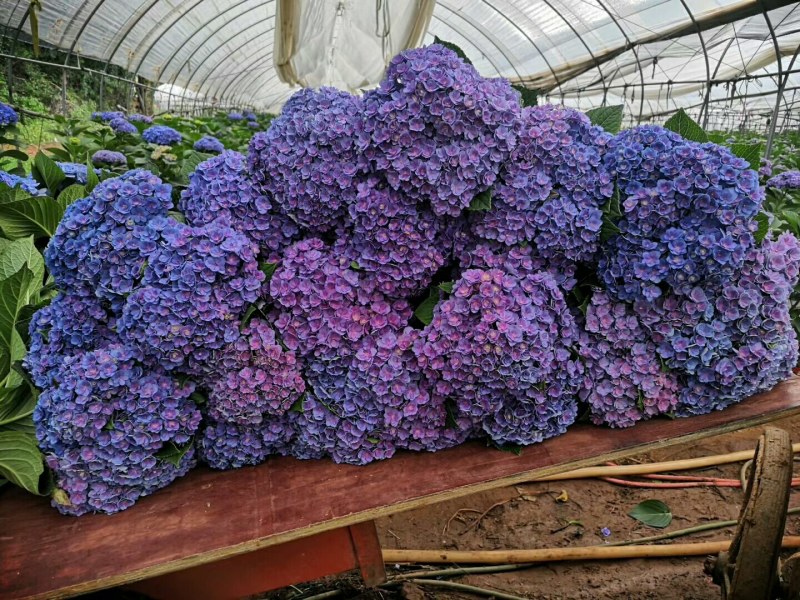 大量出售各种绣球花大苗，小苗，无尽夏，宝蓝，宝塔。木绣球