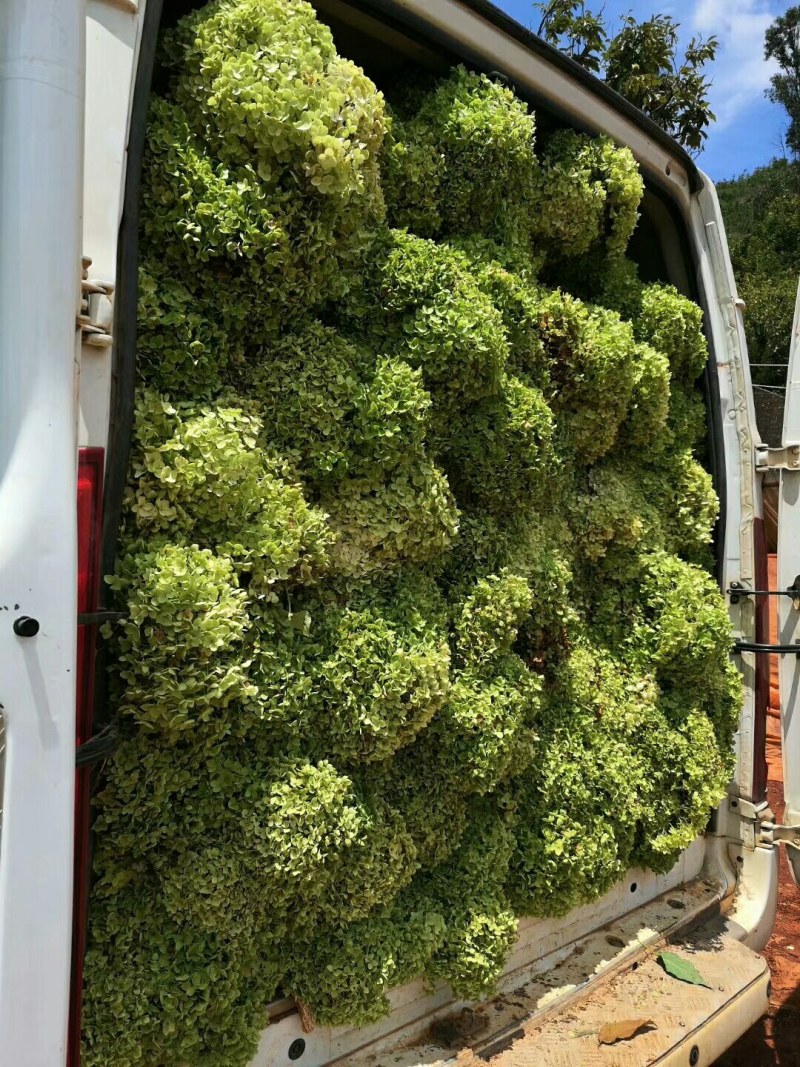 大量出售各种绣球花大苗，小苗，无尽夏，宝蓝，宝塔。木绣球