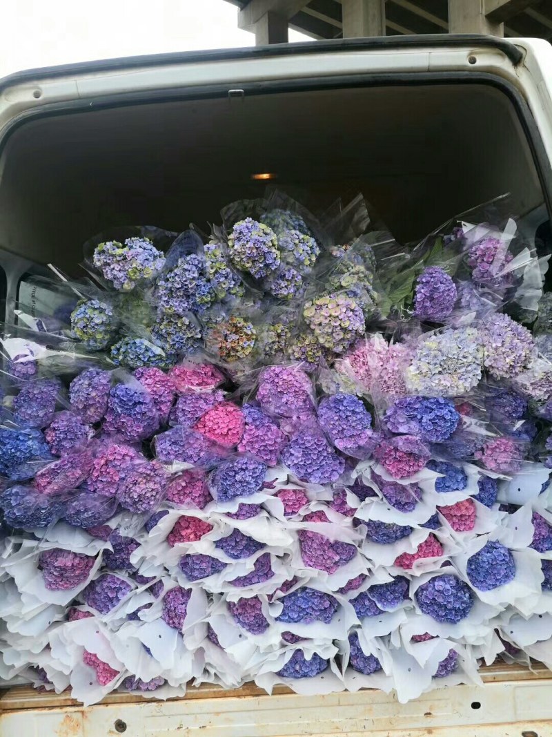 大量出售各种绣球花大苗，小苗，无尽夏，宝蓝，宝塔。木绣球