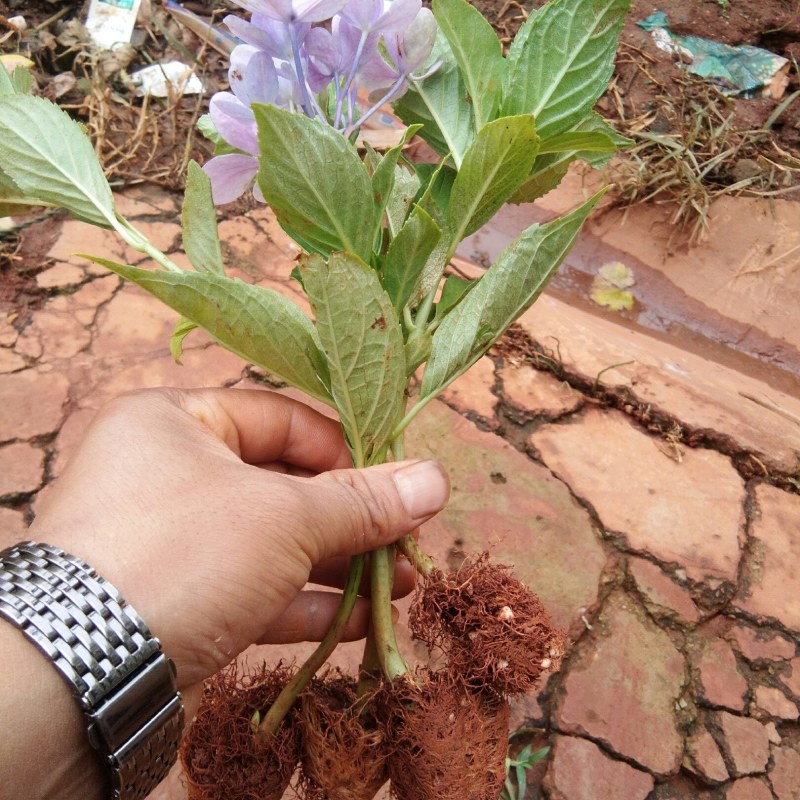 大量出售各种绣球花大苗，小苗，无尽夏，宝蓝，宝塔。木绣球