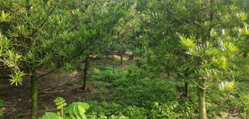 罗汉松2到3公分4公分10万颗价格面议具体情况详谈