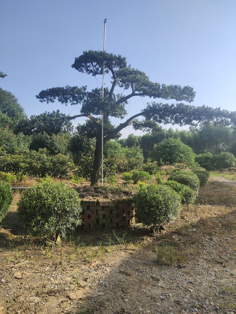 罗汉松2到3公分4公分10万颗价格面议具体情况详谈