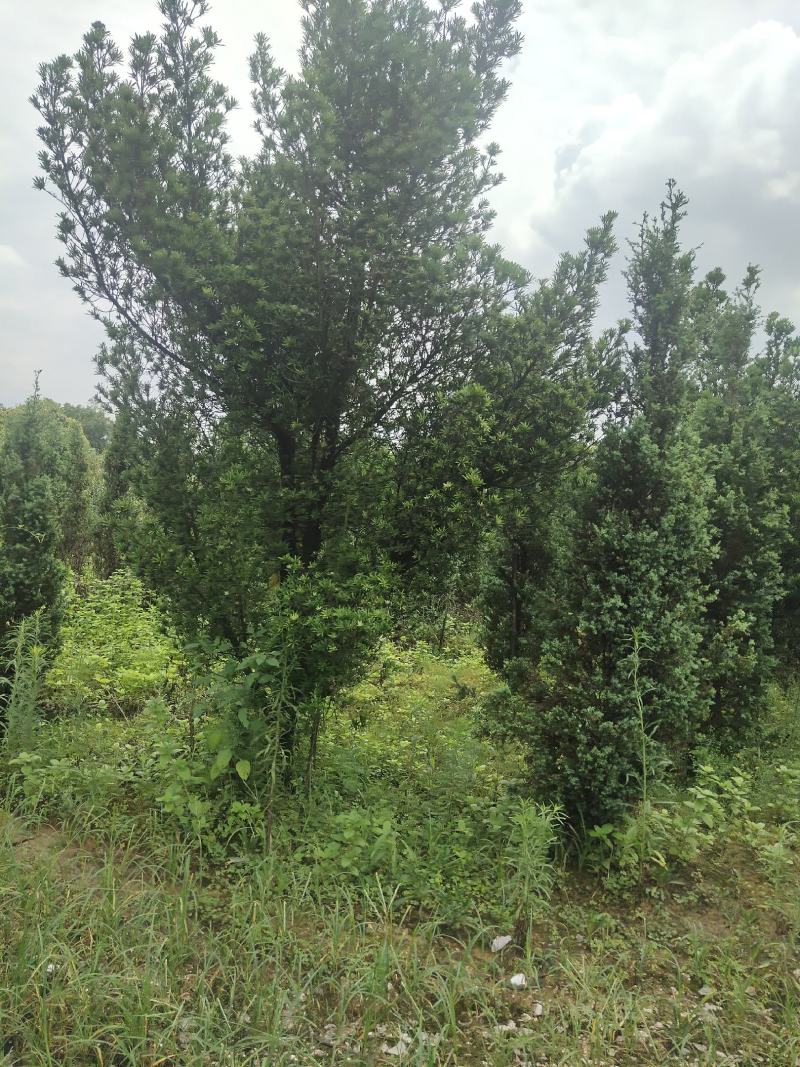 罗汉松2到3公分4公分10万颗价格面议具体情况详谈