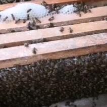中蜂群优质蜂群带蜜子脾採蜜採粉能力强造脾快量大从优
