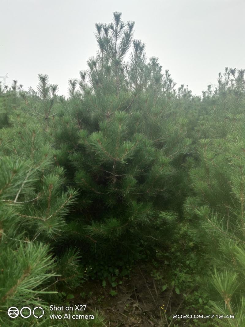 现挖现发白皮松，各种级别货品都有，自家苗圃20多年了