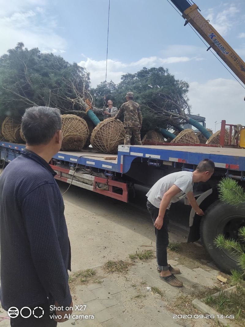 现挖现发白皮松，各种级别货品都有，自家苗圃20多年了