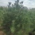 现挖现发白皮松，各种级别货品都有，自家苗圃20多年了