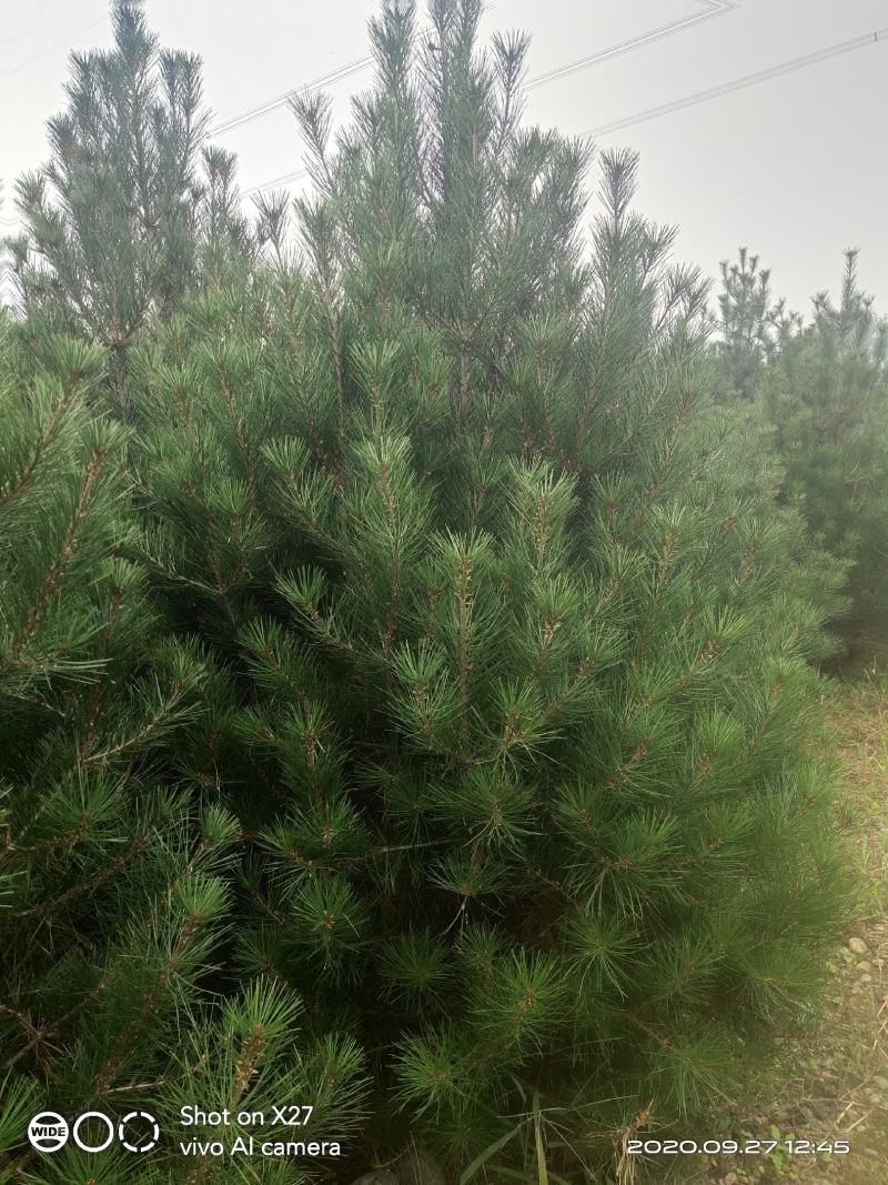 现挖现发白皮松，各种级别货品都有，自家苗圃20多年了