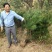 现挖现发白皮松，各种级别货品都有，自家苗圃20多年了