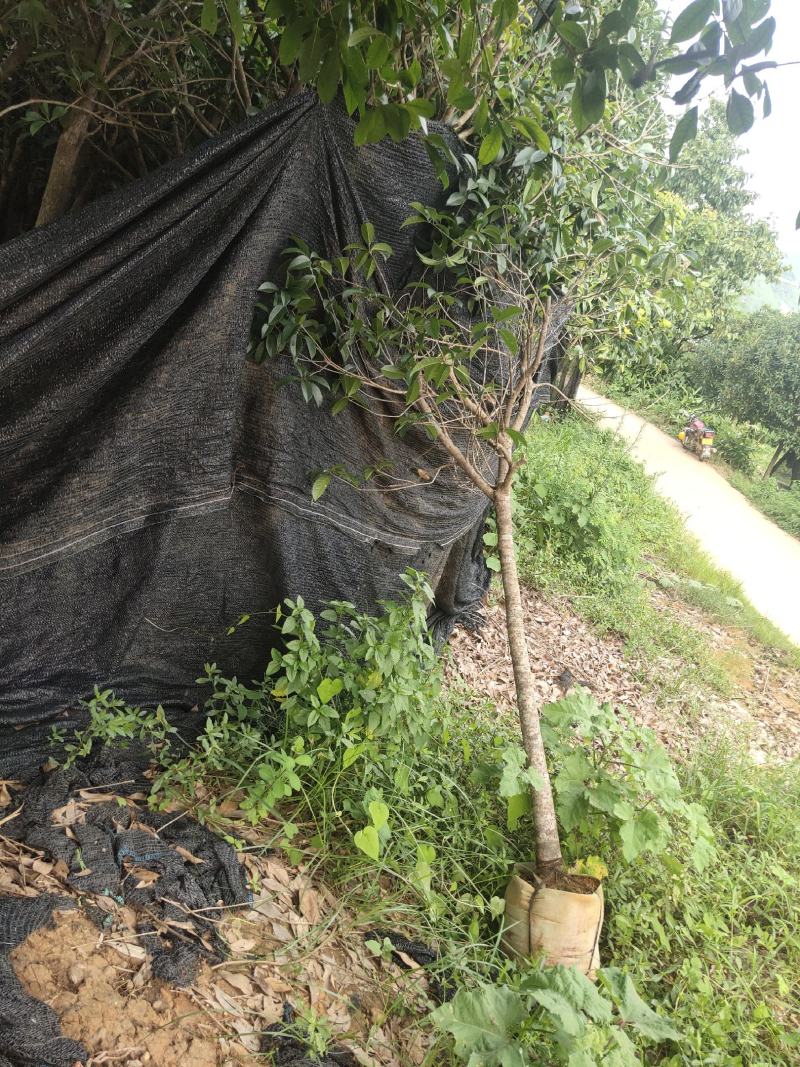 桂花树袋苗3公分4公分5公分6公分供应，需要时联系