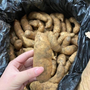 鲜天麻大量上市，地摊菜市热卖零售批发价格美丽质量保证