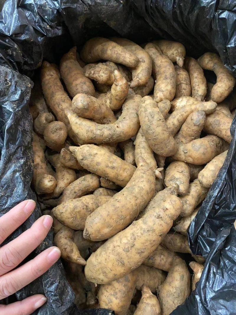 鲜天麻大量上市，地摊菜市热卖零售批发价格美丽质量保证