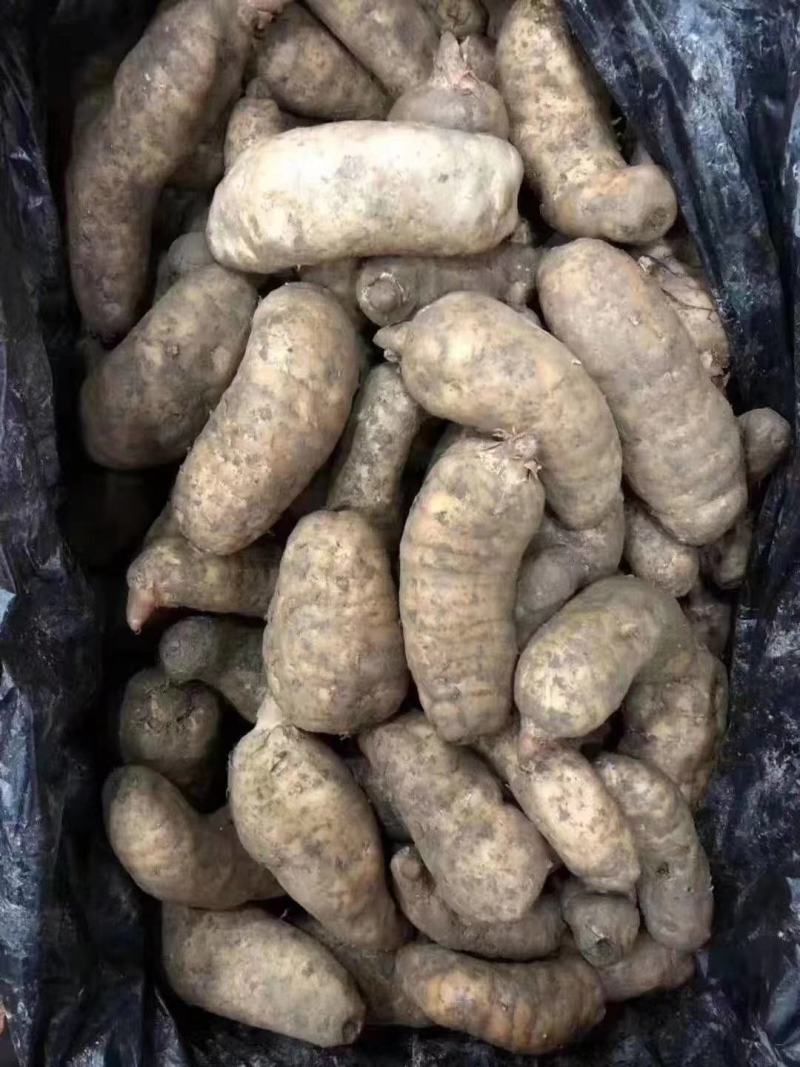 鲜天麻大量上市，地摊菜市热卖零售批发价格美丽质量保证