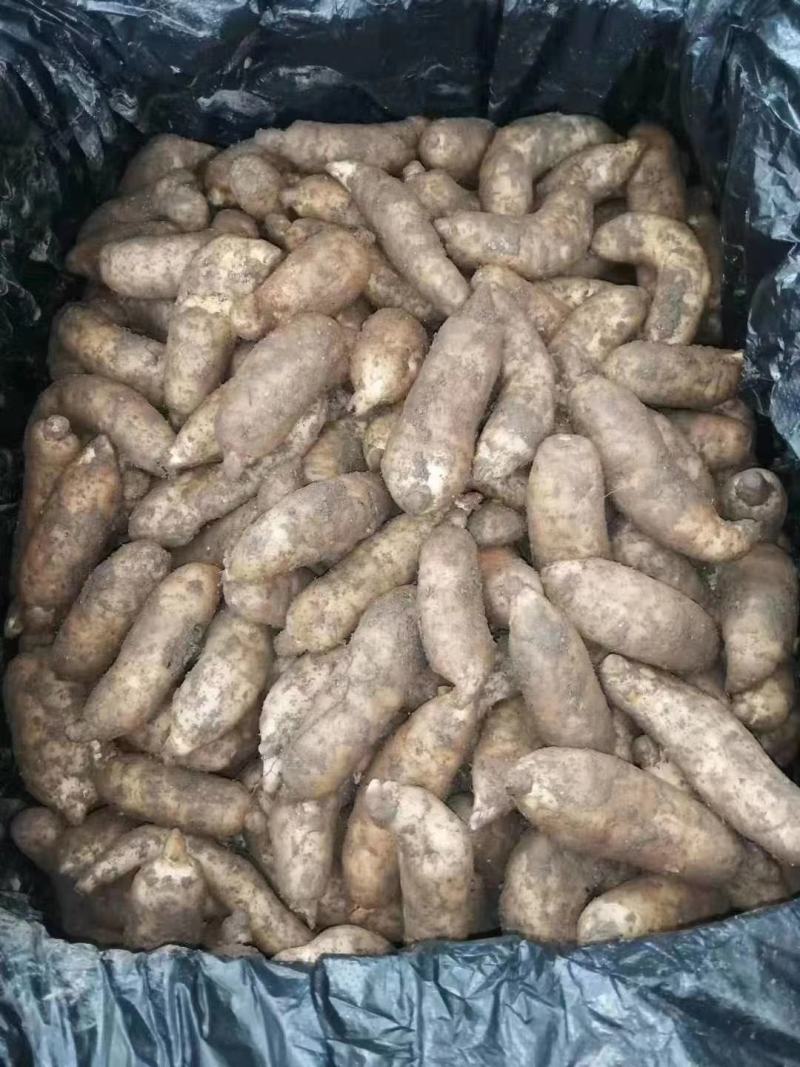 鲜天麻大量上市，地摊菜市热卖零售批发价格美丽质量保证