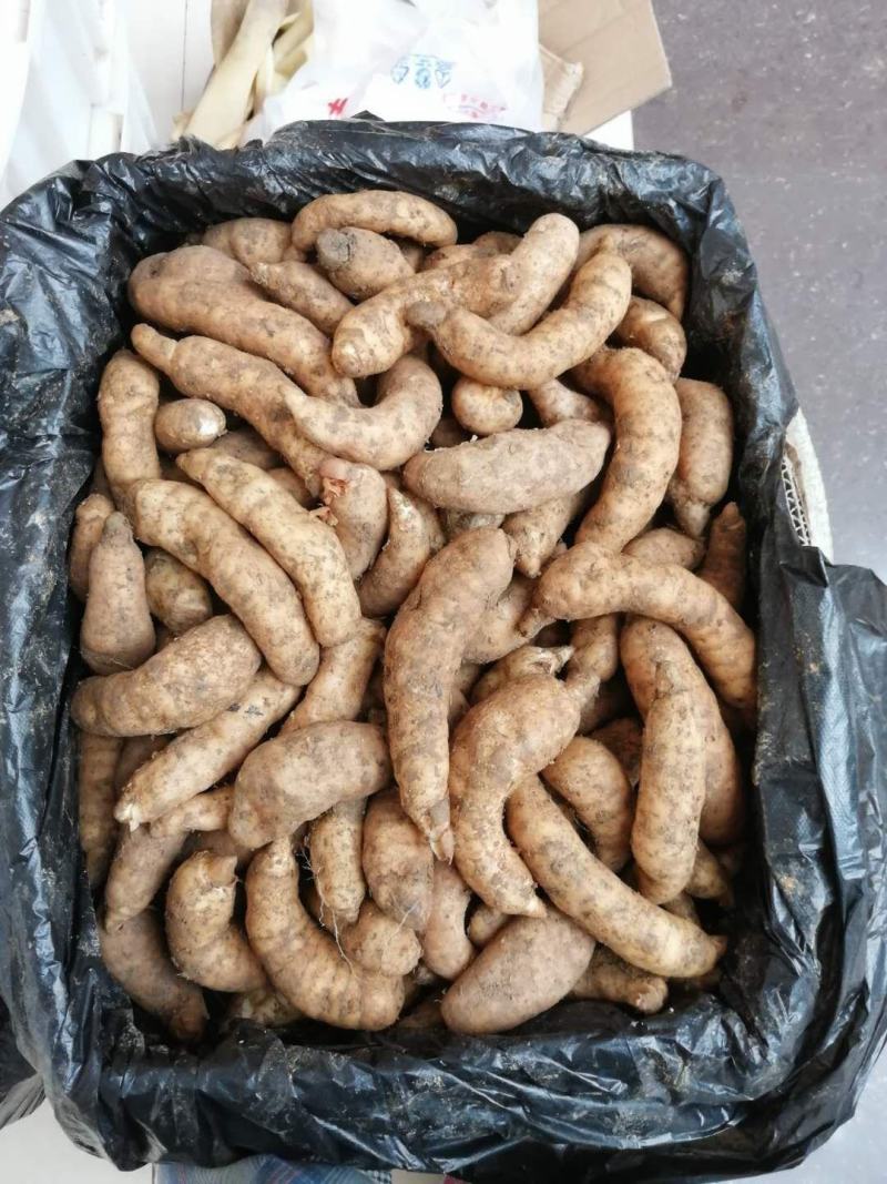 鲜天麻大量上市，地摊菜市热卖零售批发价格美丽质量保证