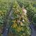 巨盛一号葡萄苗早熟葡萄苗新品种葡萄苗基地直销包纯度