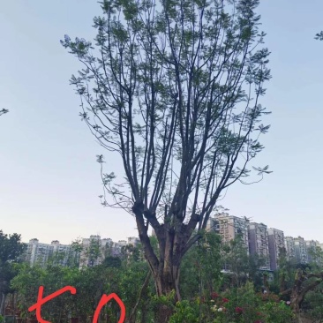 蓝花楹米径，胸径均为50