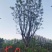 蓝花楹米径，胸径均为50