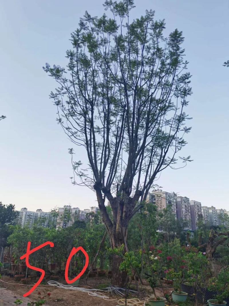 蓝花楹米径，胸径均为50