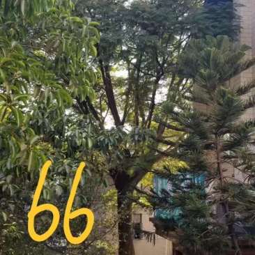 米往66公分精品原生冠蓝花楹