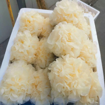 福建古田特产新鲜银耳