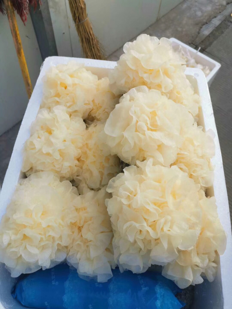福建古田特产新鲜银耳