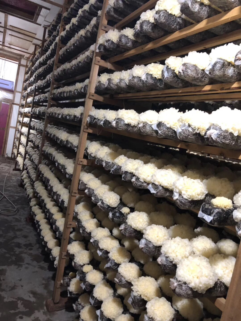 福建古田特产新鲜银耳
