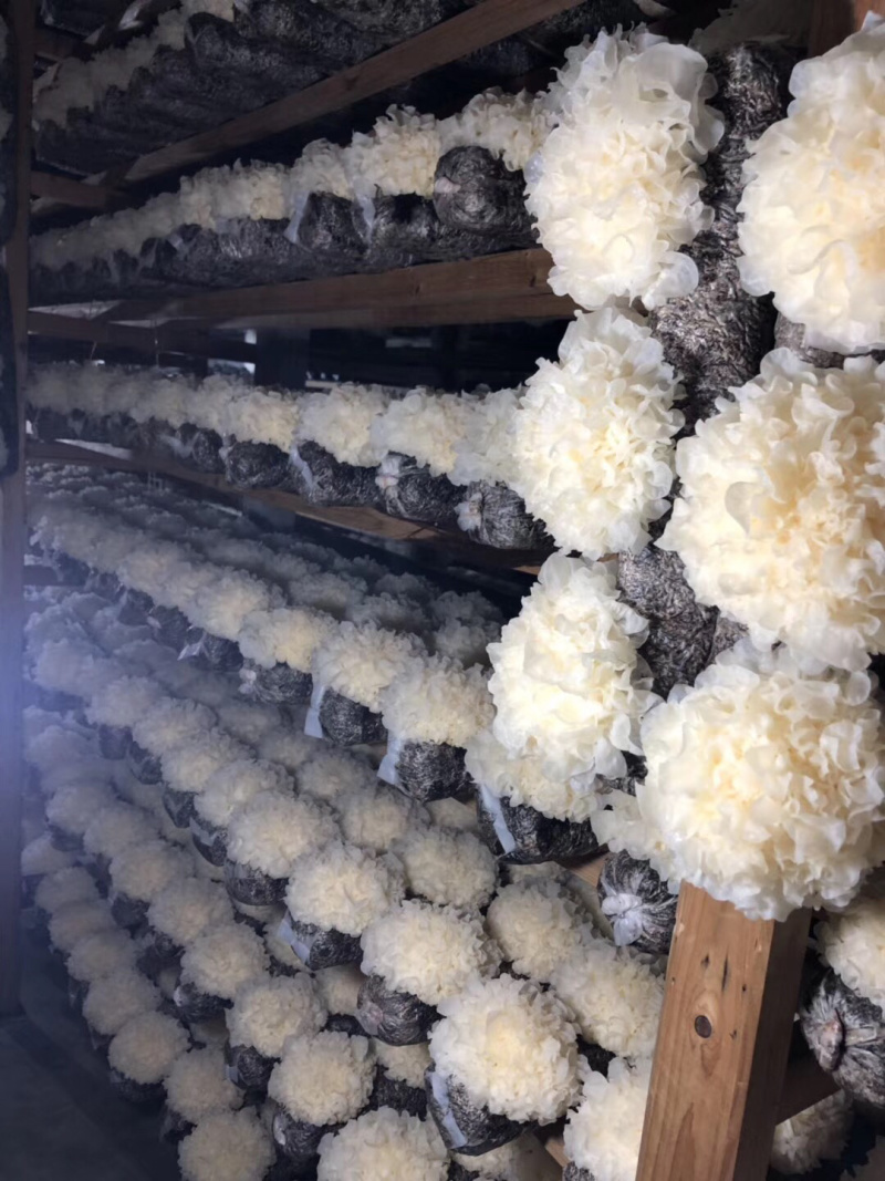 福建古田特产新鲜银耳