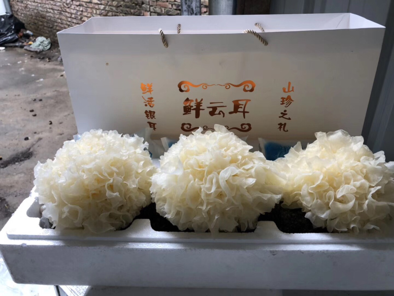 福建古田特产新鲜银耳