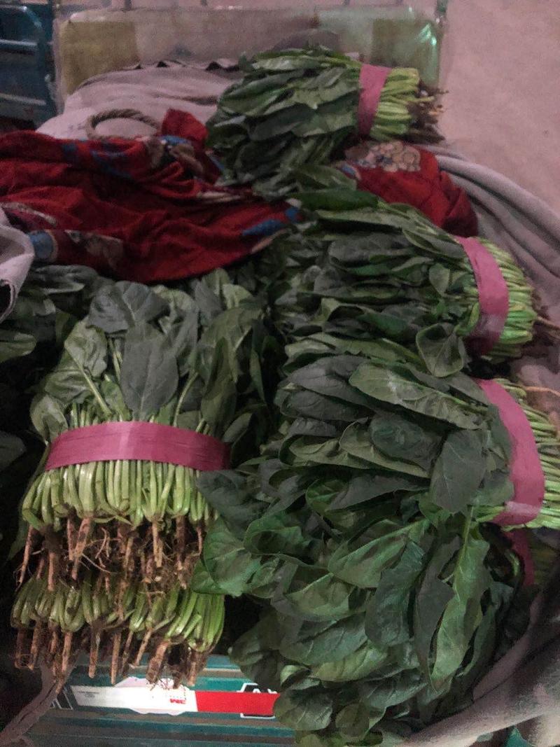 河北精品菠菜20到30厘米大量现货专业对接批发