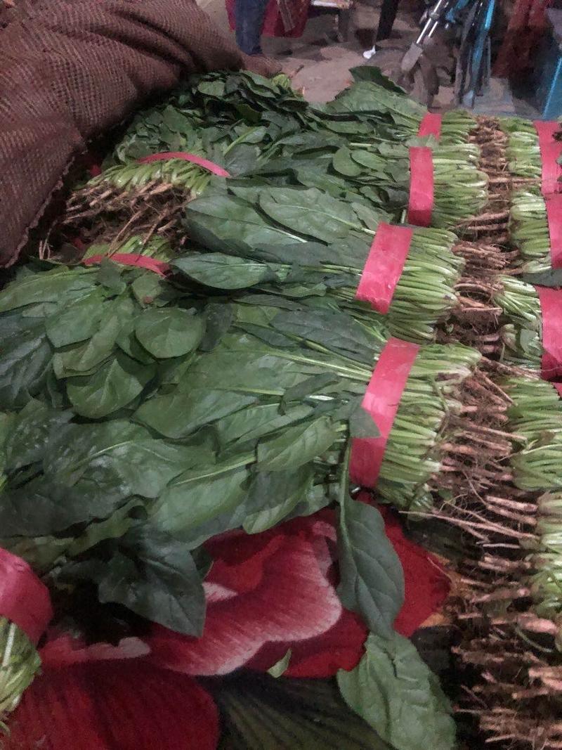 河北精品菠菜20到30厘米大量现货专业对接批发