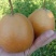 金翠香梨公200~250g60mm以上