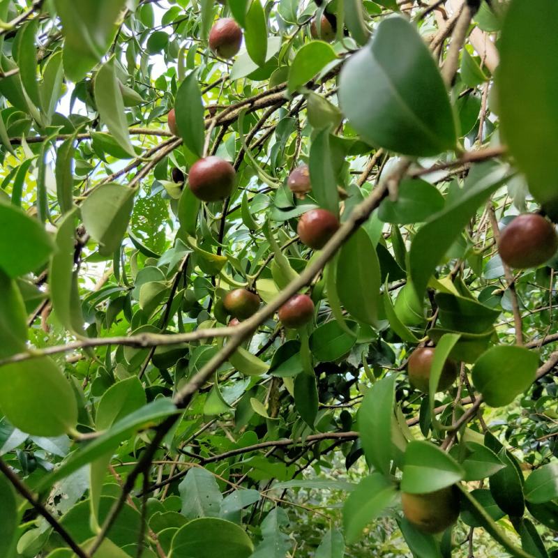 山茶籽茶果茶籽苞干货茶籽米手工摘茶籽土茶籽小茶籽