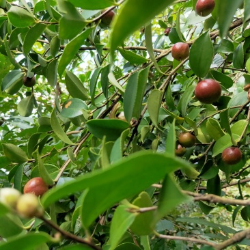 山茶籽茶果茶籽苞干货茶籽米手工摘茶籽土茶籽小茶籽