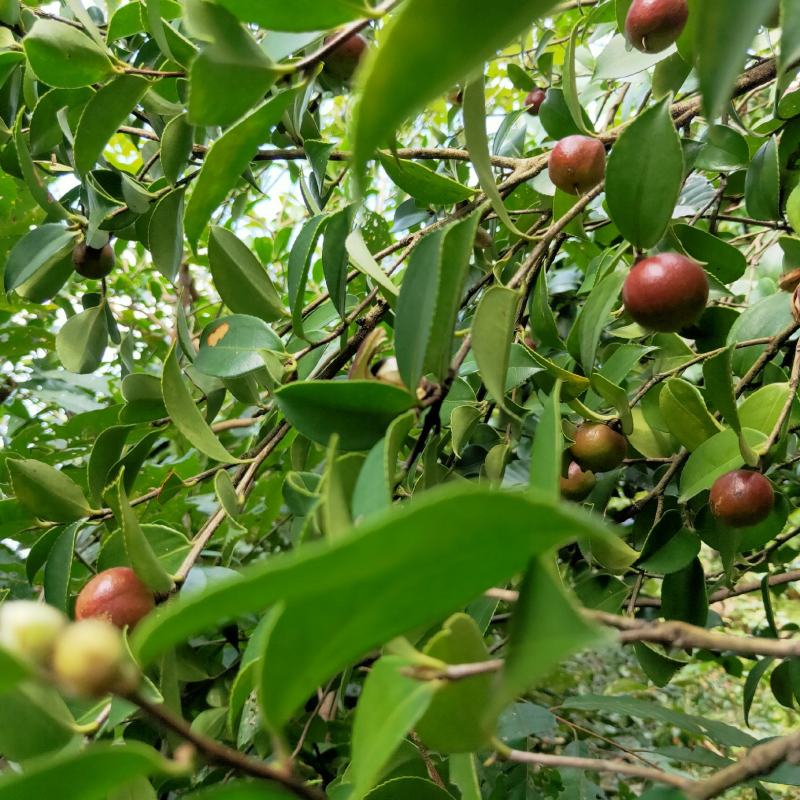 山茶籽茶果茶籽苞干货茶籽米手工摘茶籽土茶籽小茶籽