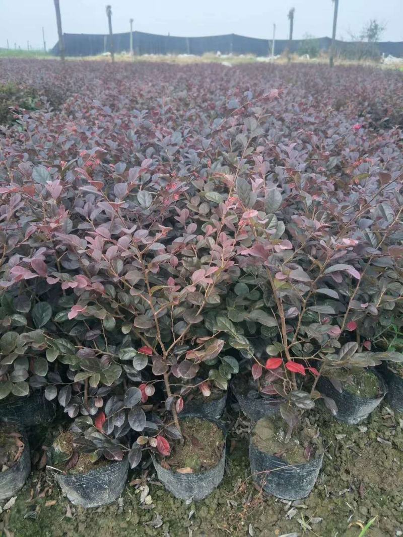 红花继木苗庭院绿植花卉篱笆用红檵木小苗四季红叶红桎木盆景