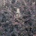 红花继木苗庭院绿植花卉篱笆用红檵木小苗四季红叶红桎木盆景