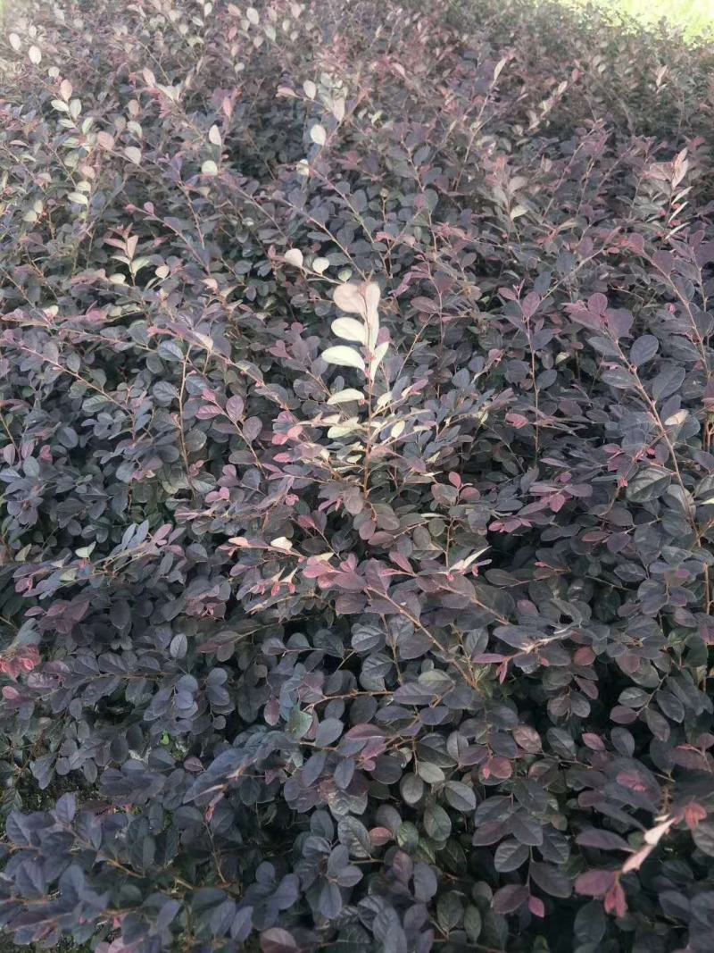 红花继木苗庭院绿植花卉篱笆用红檵木小苗四季红叶红桎木盆景