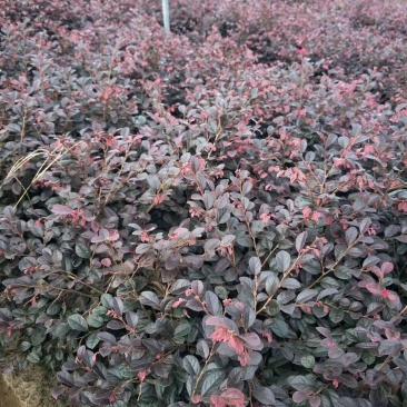 红花继木苗庭院绿植花卉篱笆用红檵木小苗四季红叶红桎木盆景