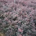 红花继木苗庭院绿植花卉篱笆用红檵木小苗四季红叶红桎木盆景