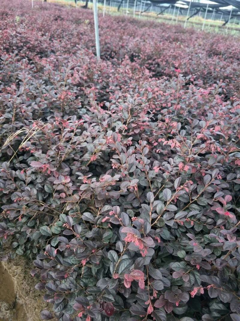 红花继木苗庭院绿植花卉篱笆用红檵木小苗四季红叶红桎木盆景