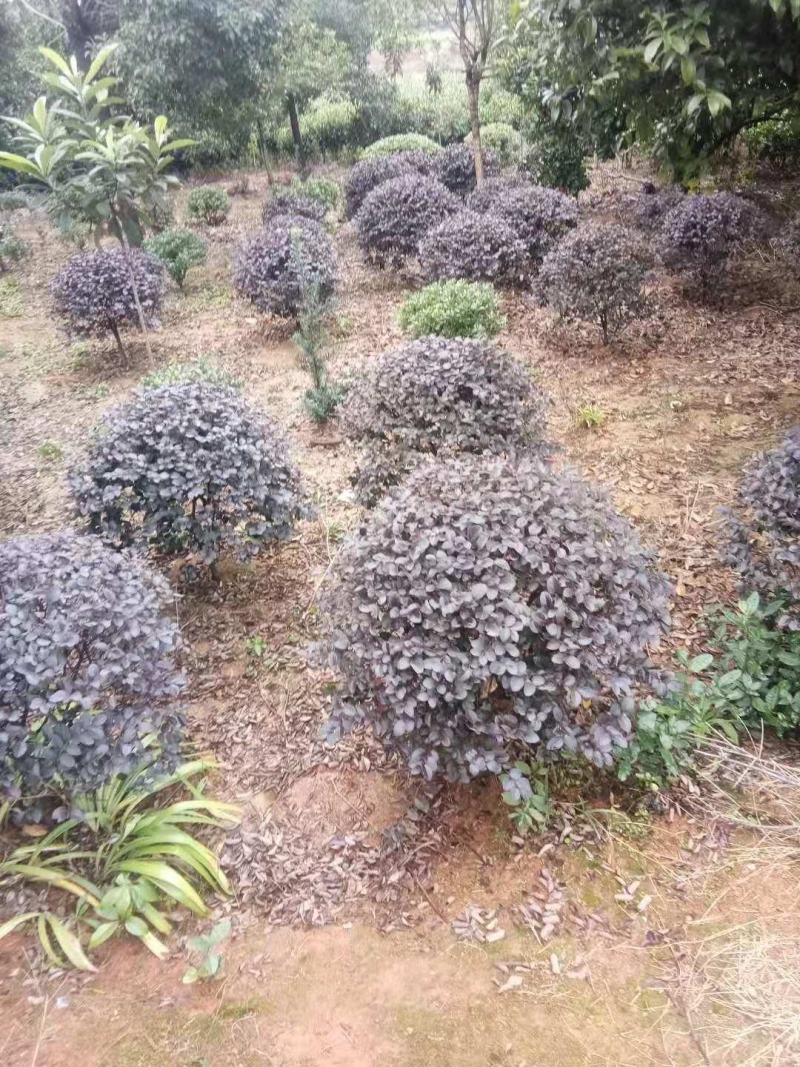 红花继木苗庭院绿植花卉篱笆用红檵木小苗四季红叶红桎木盆景
