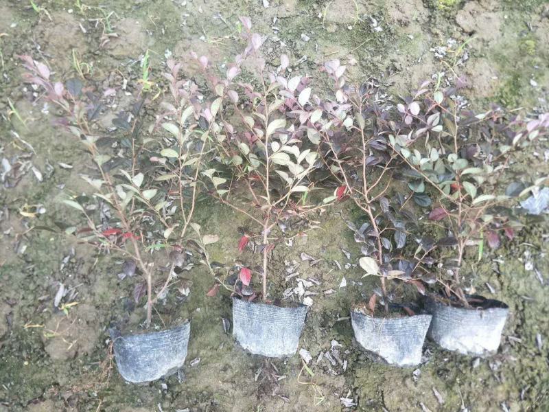 红花继木苗庭院绿植花卉篱笆用红檵木小苗四季红叶红桎木盆景