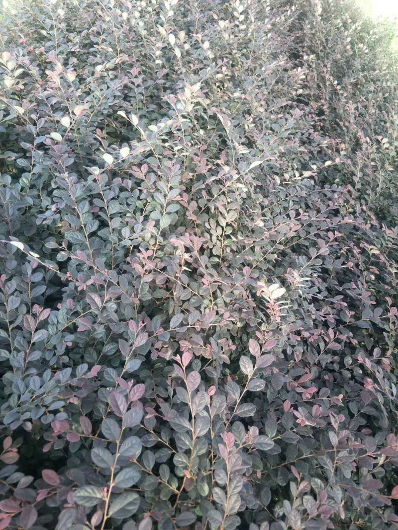 红花继木苗庭院绿植花卉篱笆用红檵木小苗四季红叶红桎木盆景