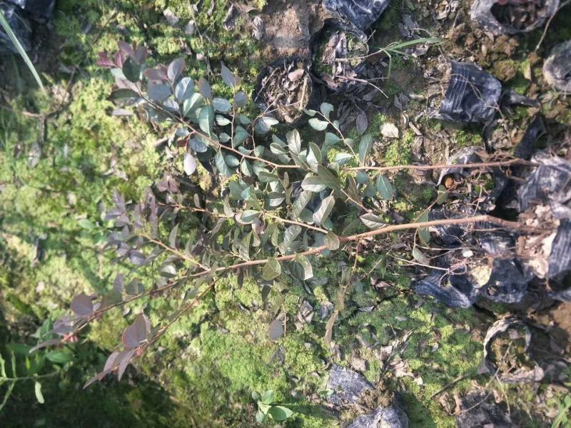 红花继木苗庭院绿植花卉篱笆用红檵木小苗四季红叶红桎木盆景